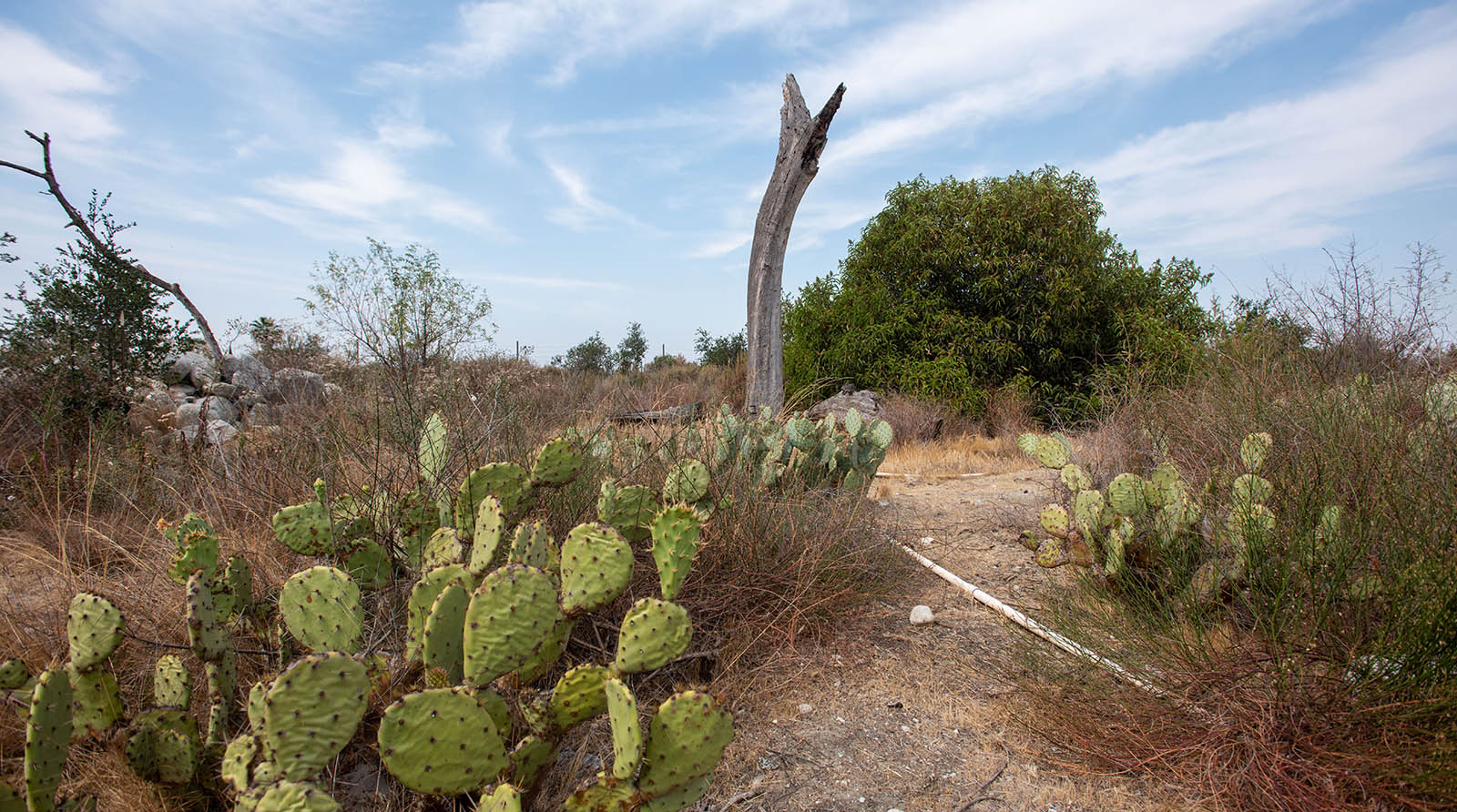 Santa Anita Oak Woodland Habitat Mitigation Tour